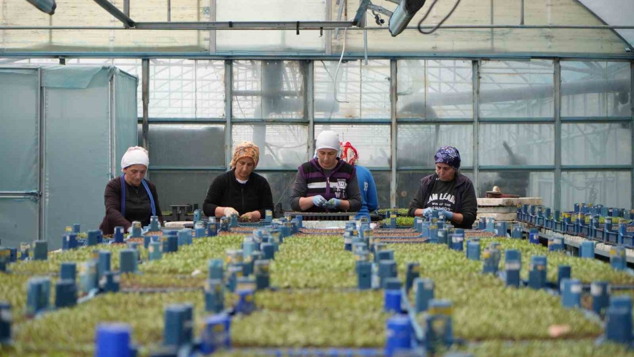 Milyonlarca sebze fidesi profesyonel ellerde üretiliyor