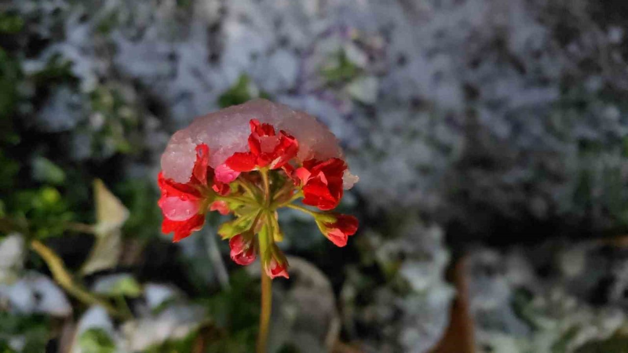 Denizli’de baharda yağan lapa lapa kar araçları yolda bıraktı