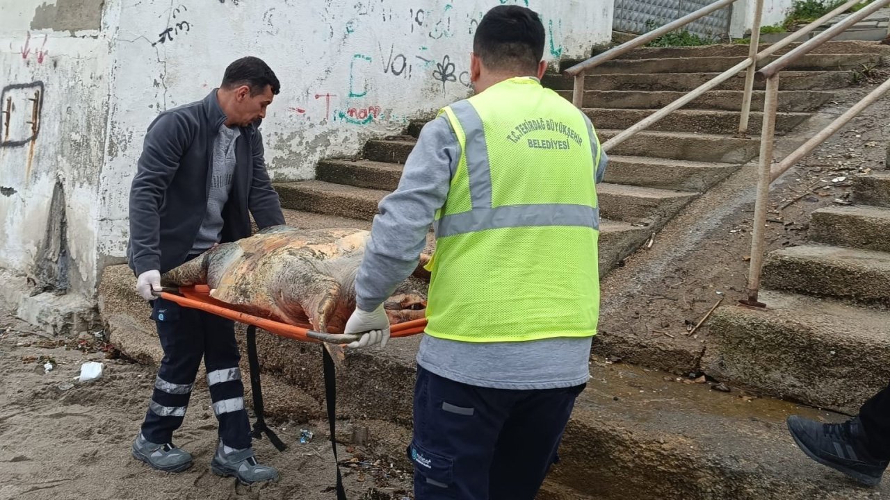 Tekirdağ sahiline ölü caretta caretta vurdu