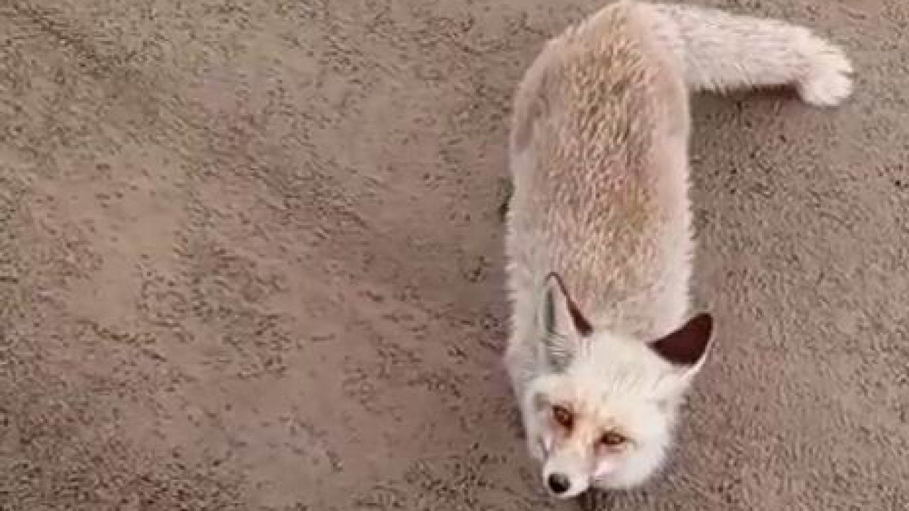 Siirt’te aç kalan tilki işçilerin yanına geldi