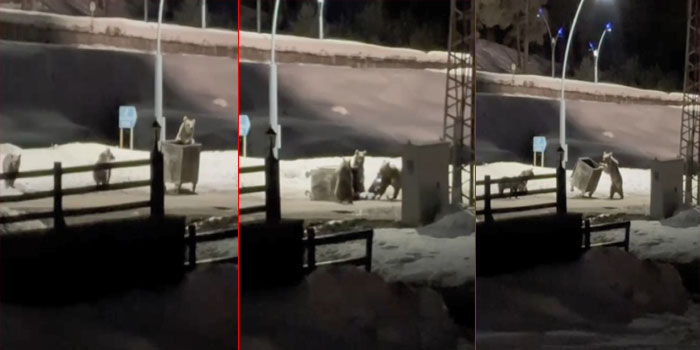 Kars’ta anne ayı ve yavrularının çöp konteynırı mesaisi kamerada