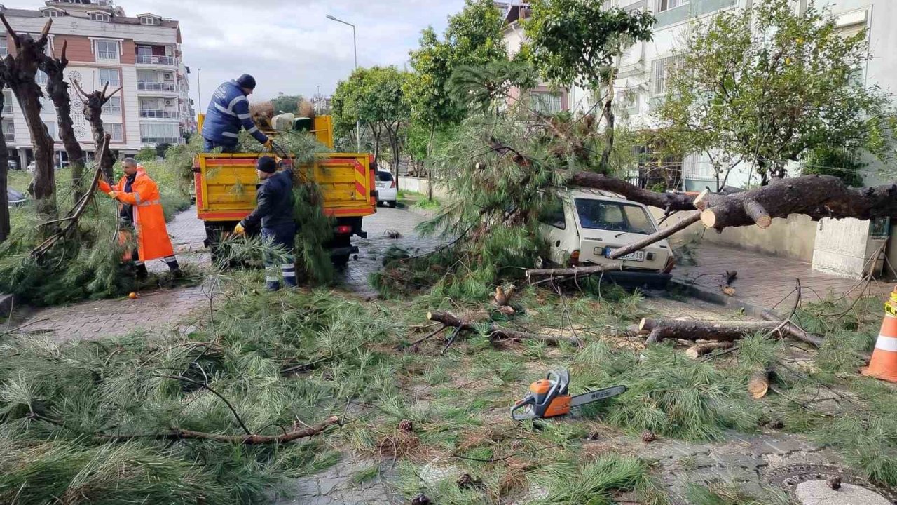 Üzerine ağaç devrilen park halindeki araç zarar gördü
