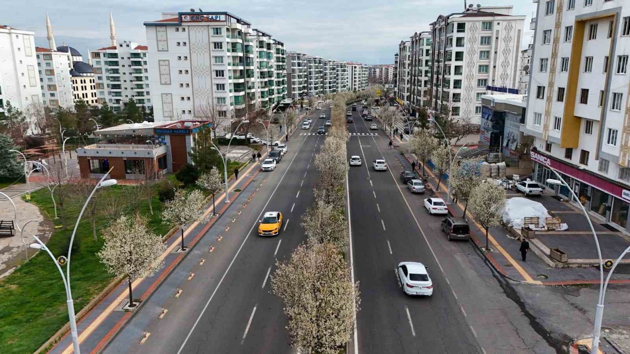 Bulvarlar süs armutlarıyla görsel şölene dönüştü