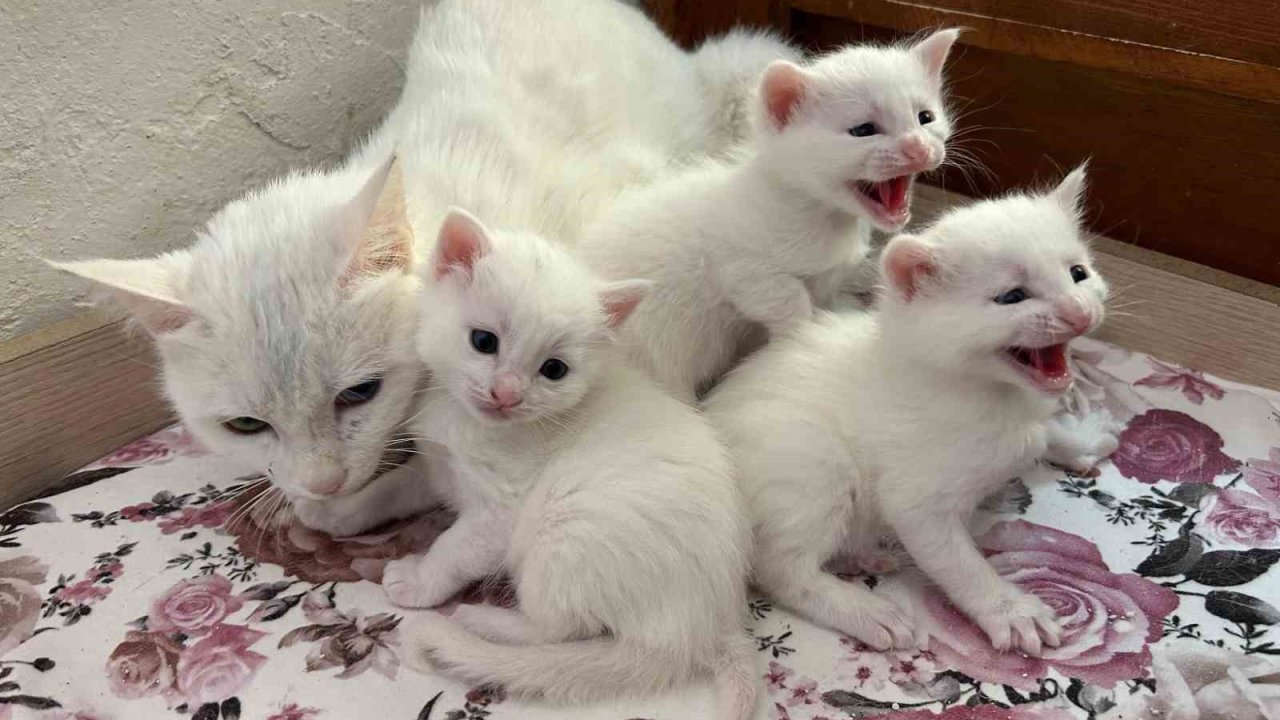 2026 yılının ilk Van kedisi yavruları doğdu