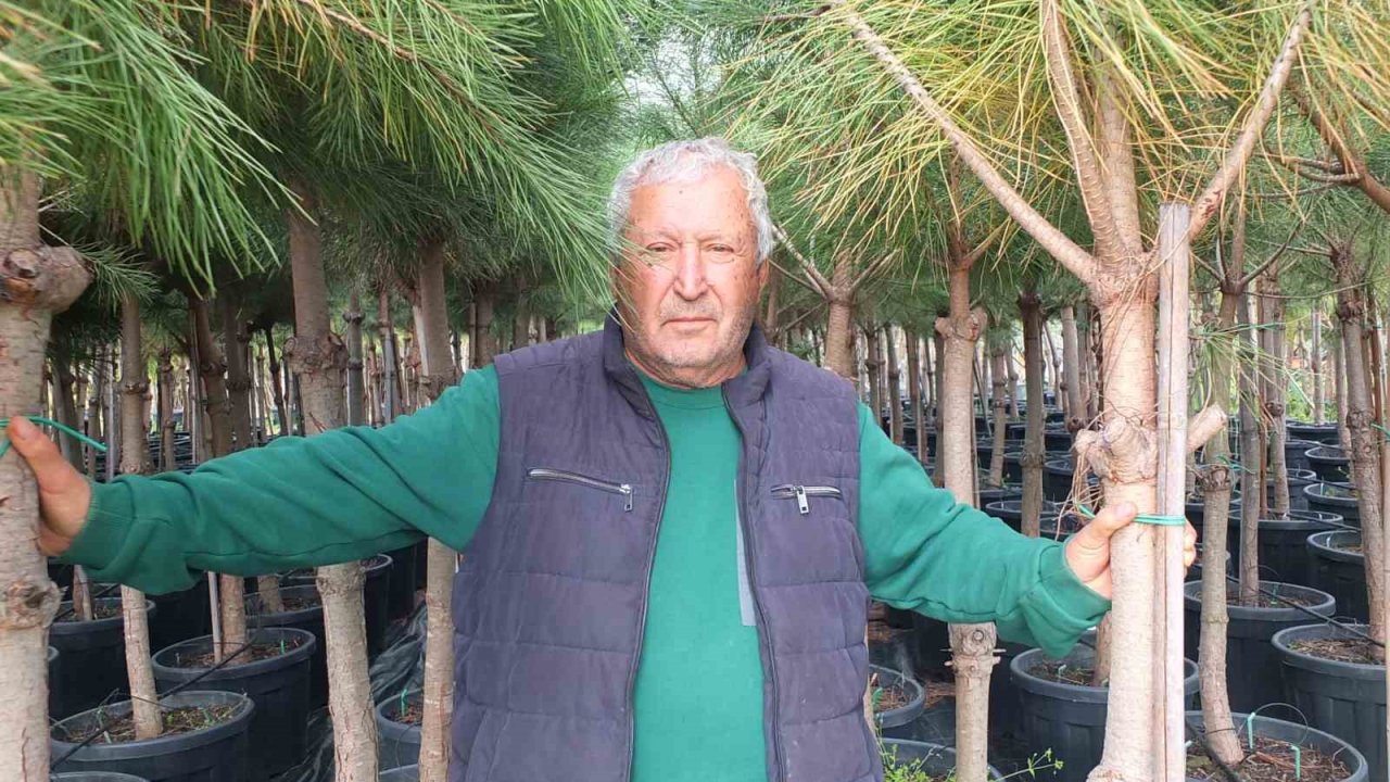 Burhaniye’de emekli banka müdürü, fıstık çamı yetiştiricisi oldu