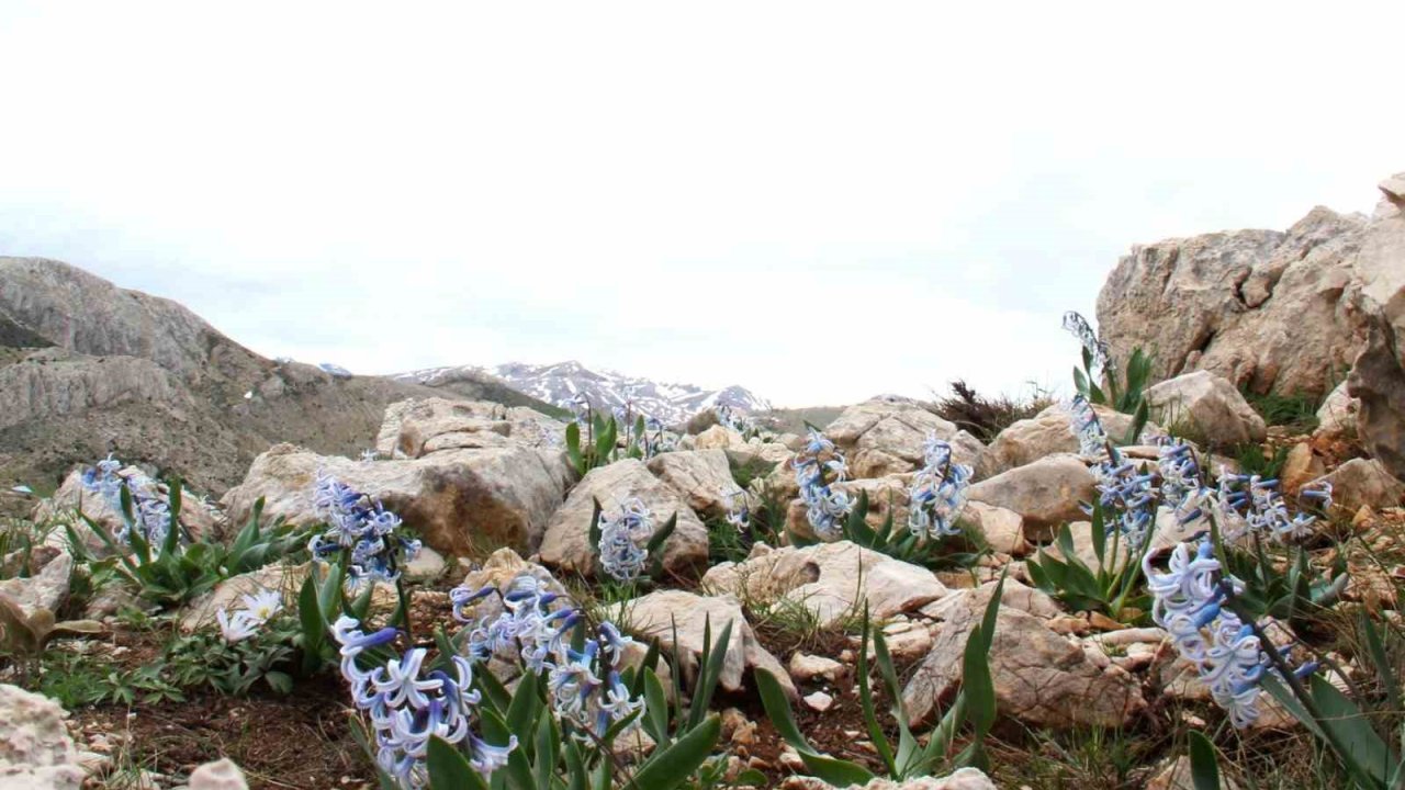 Kar altından çıkan kaya sümbülü görsel şölen sunuyor
