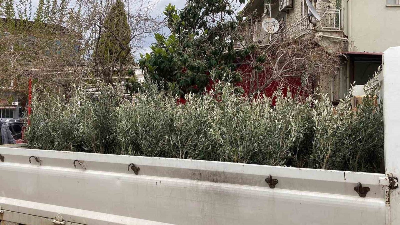 Sarıgöl’de Trilye zeytin fidanına yoğun ilgi