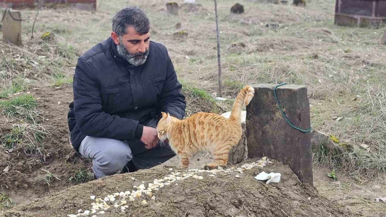 Muş’ta 9 gün önce öldürülen adamın kedileri mezarının başından ayrılmıyor