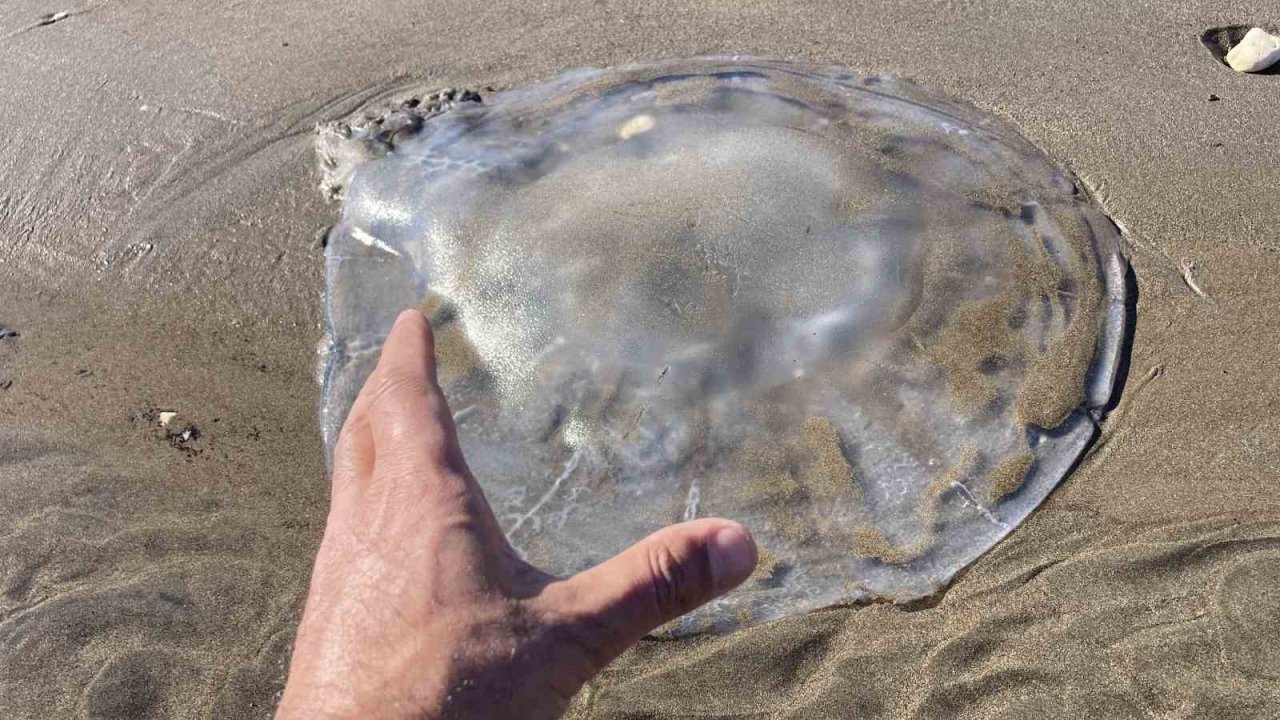 Akdeniz’deki zehirli denizanaları Mersin sahillerine vurdu