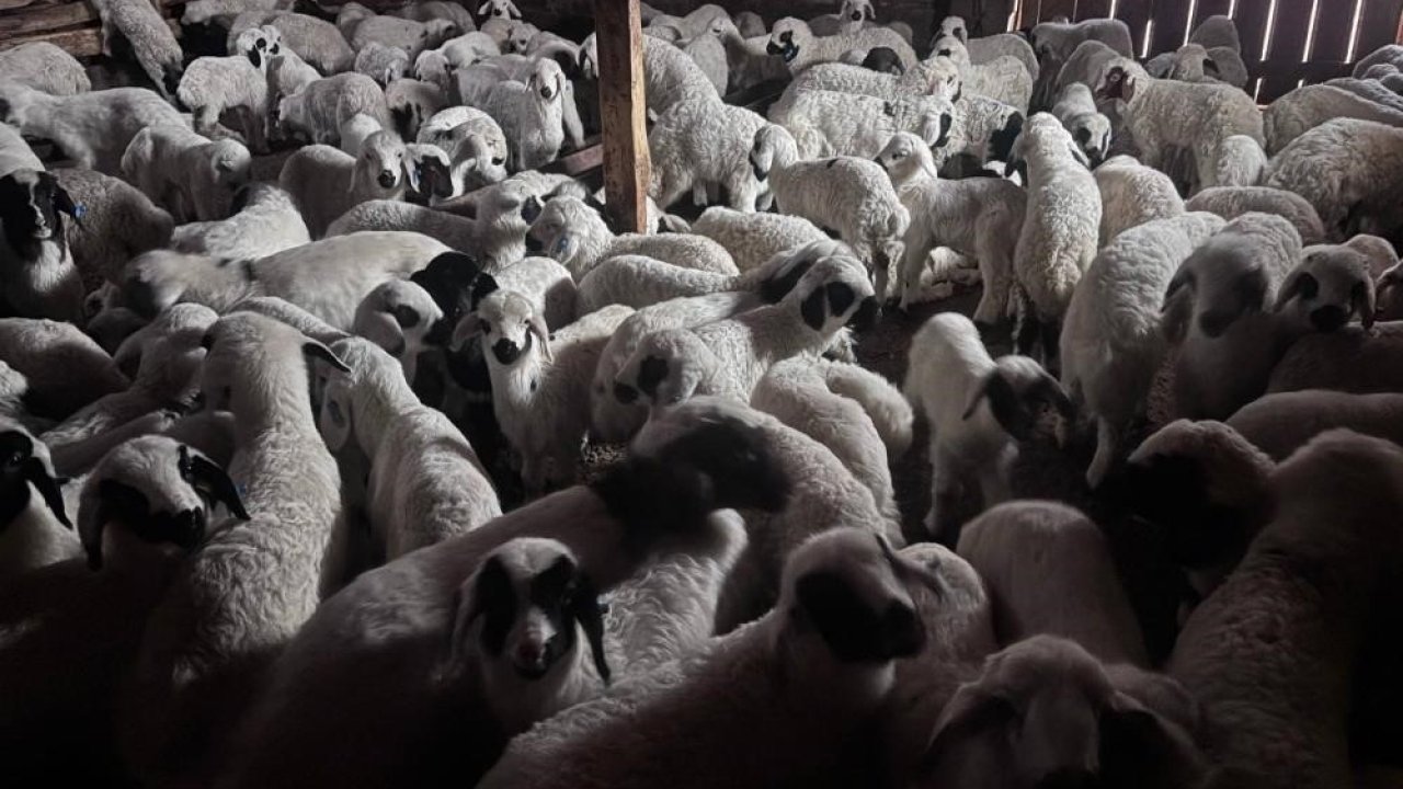 Bayburt’ta buzağı, malak, kuzu ve oğlak desteği ikinci dönem başvuruları yarın başlıyor