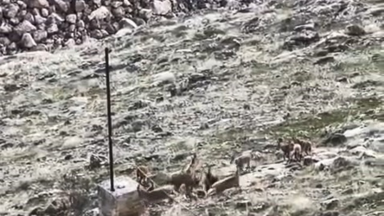Elazığ’da dağ keçileri sürü halinde görüldü