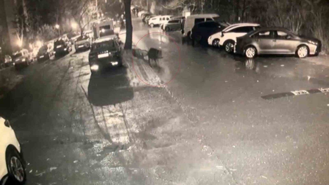 Sarıyer’de aç kalan domuzlar hastane yakınına kadar geldi