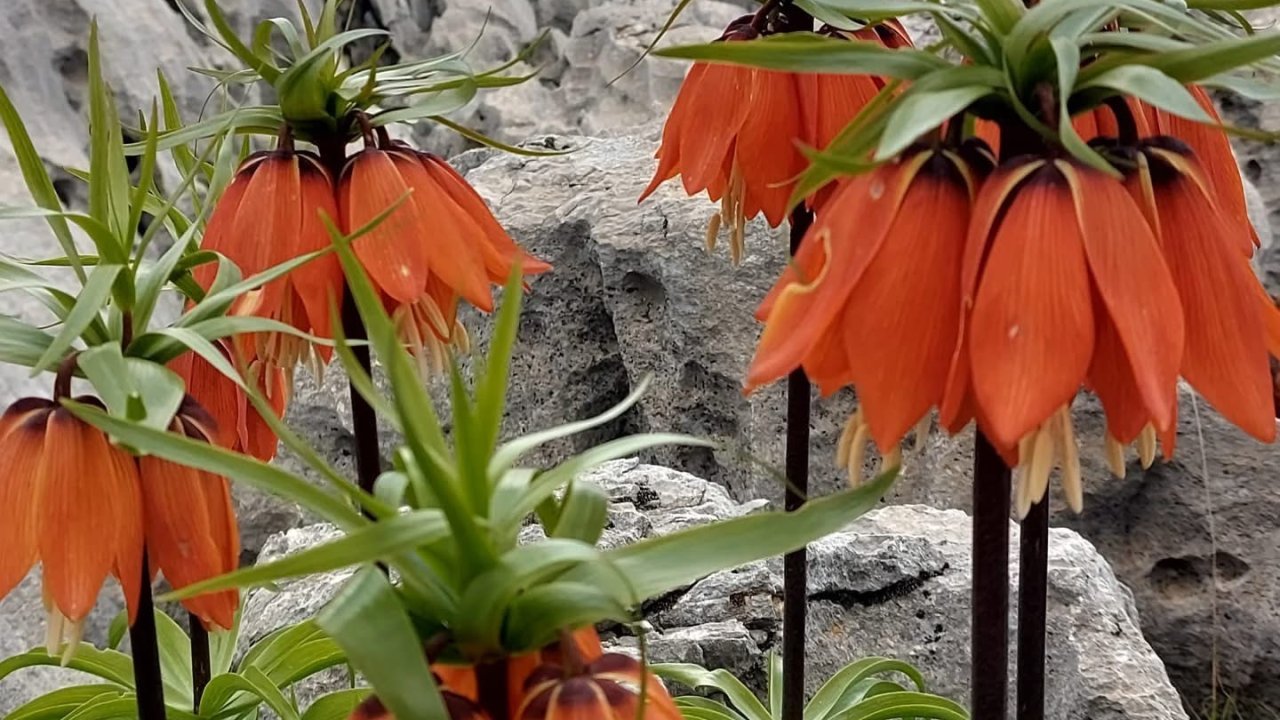 Diyarbakır’da açan ters laleler görenleri hayran bırakıyor