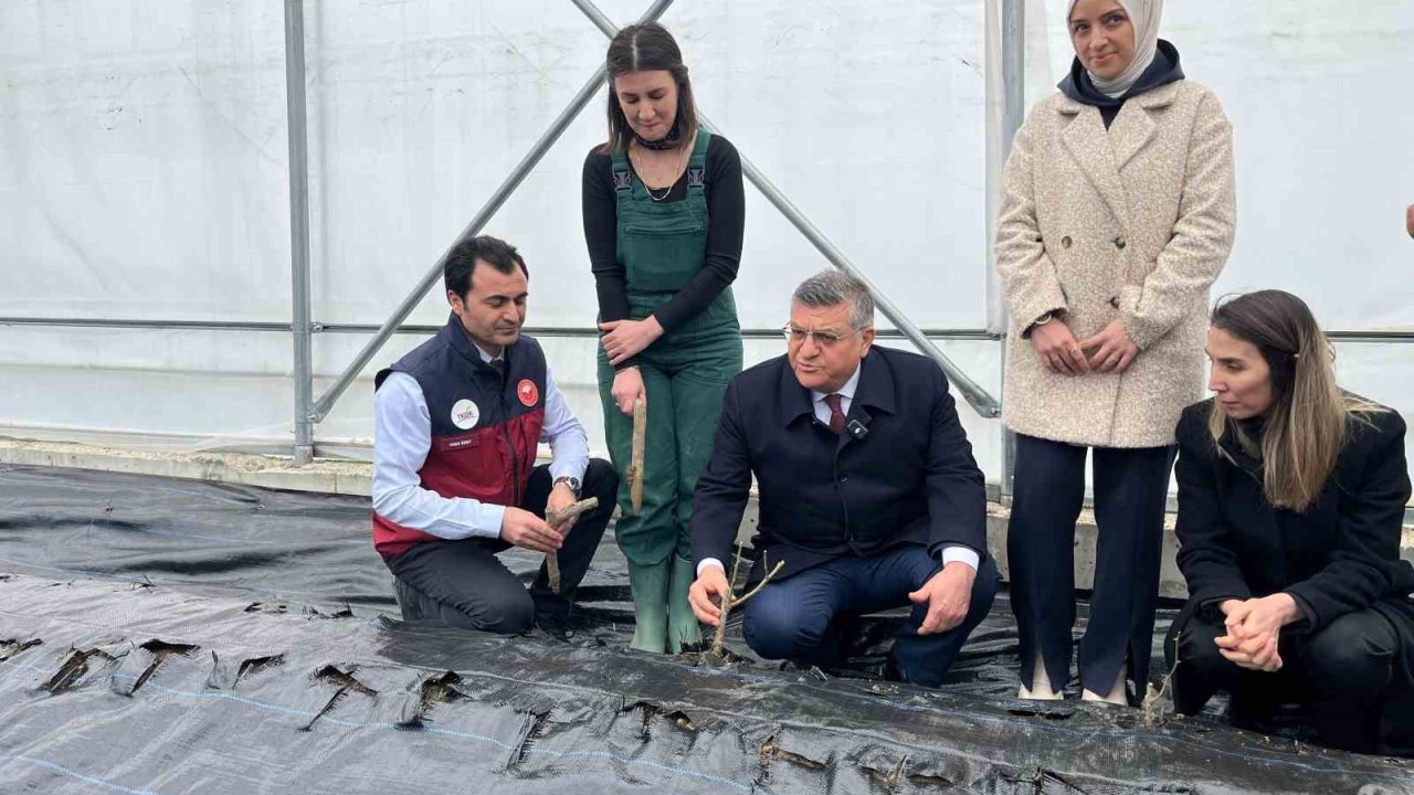 Sinop’ta IPARD desteğiyle kurulan serada ilk gül fidanları toprakla buluştu