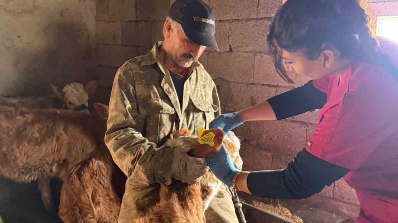 Elazığ’da şap aşılama çalışması sürüyor