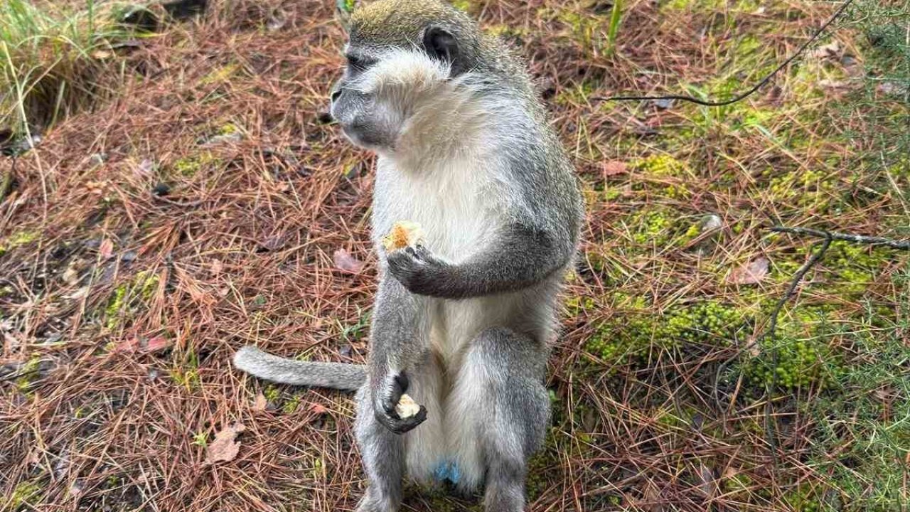 Denizli’deki firari maymunların sırrı çözüldü