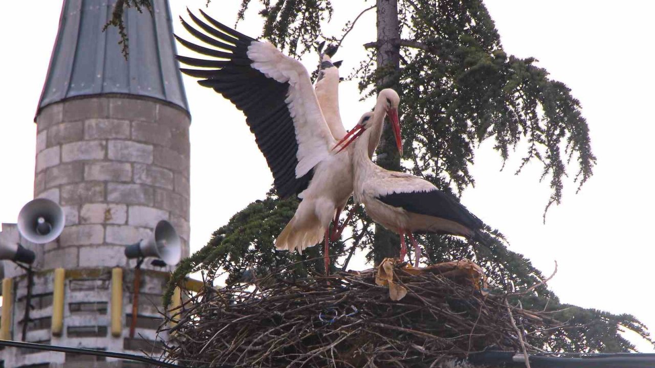 Leyleklere ‘Saygılı’ köy: Bütün elektrik direkleri yuva oldu, leylekler için tedbir alındı