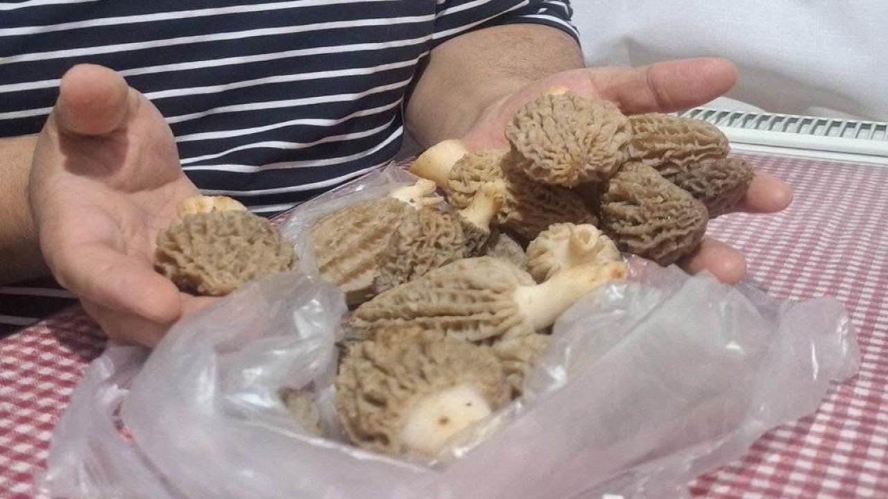 Doğanın ’Et lezzeti’ Kuzugöbeği sofralarda