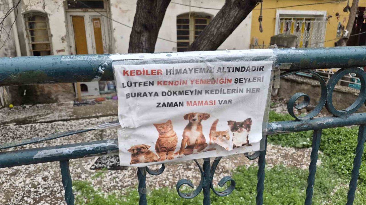Hayvanseverlerin ilginç yazısı: "Kediler himayemiz altındadır"
