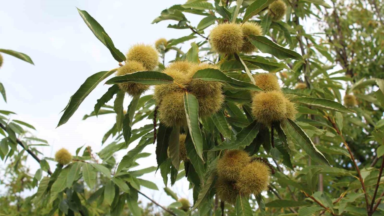 Sinop kestanesi tehlikede: Gal arısı üretimi ve arıcılığı vuruyor