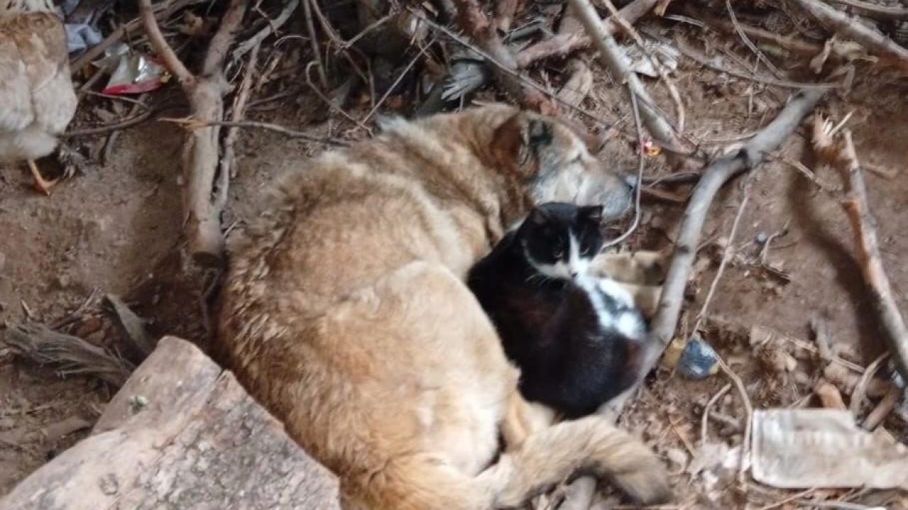 Üşüyen kedi ile köpek birbirine sığındı