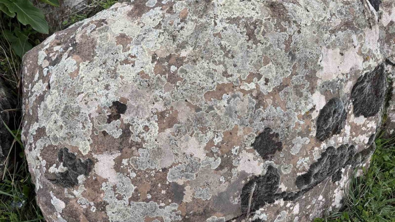 Taşların üzerindeki yosunları kına gibi kullanıyorlar