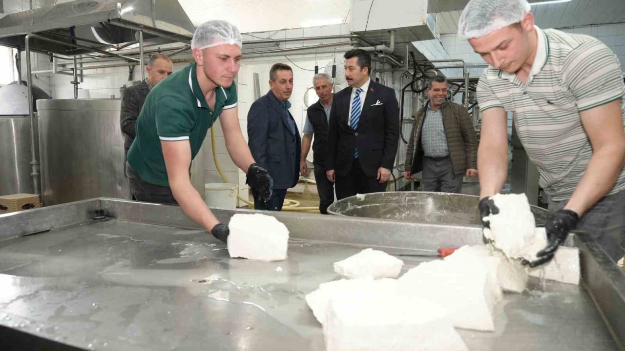 Her gün 3,5 ton sütten 12 çeşit peynir üretiyorlar