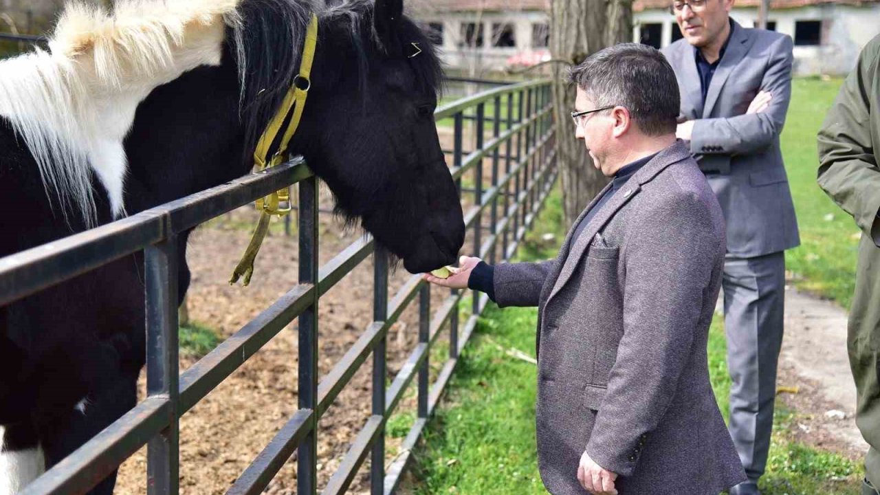 İlk tüp tay Balat 2 yaşında