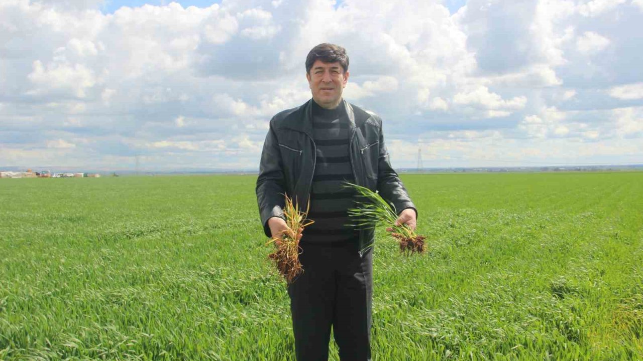 ’Tarım kenti’ Şanlıurfa yağışa doydu
