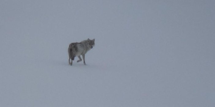 Kars’ta karla kaplı arazide yalnız kurt: Kamerayı fark edince gözden kayboldu