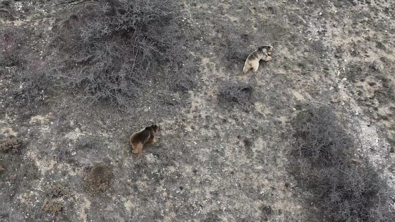 Erzincan’da kış uykusundan uyanan ayılar havadan görüntülendi