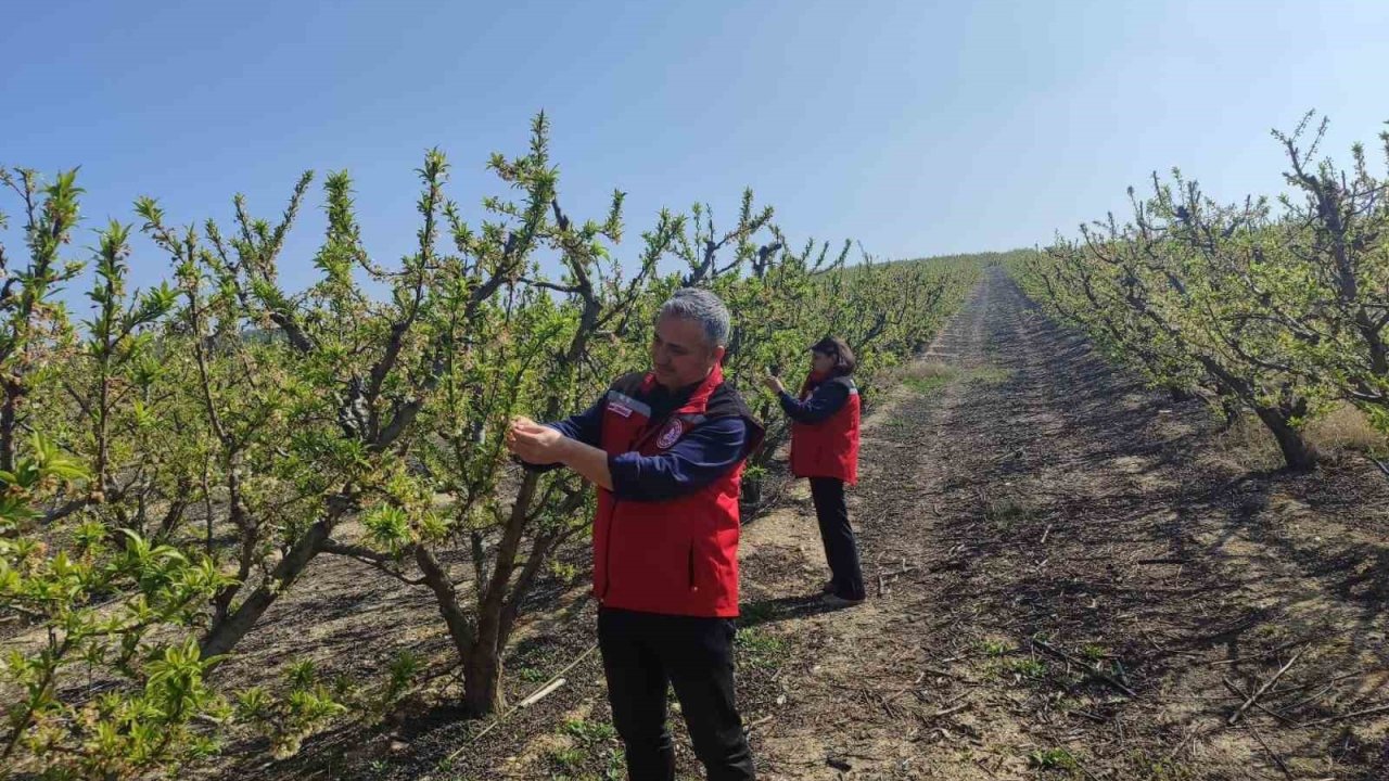 Salihli’de meyve üreticilerine ’Çil ve filiz güvesi’ uyarısı