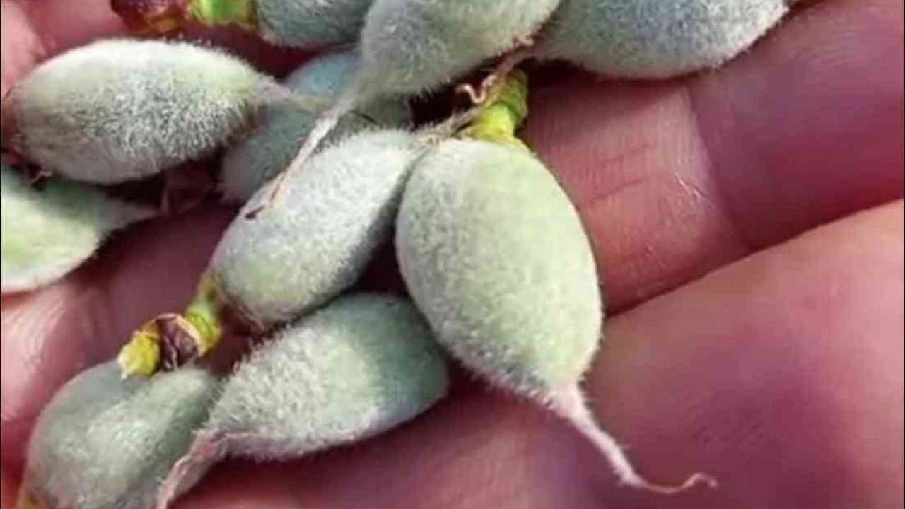 Çermik’te yılın ilk çağla hasadı başladı