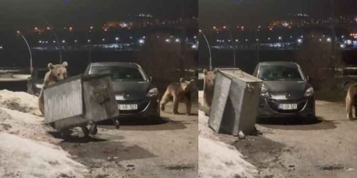Sarıkamış’ta Bozayılar Oteller Bölgesine İndi