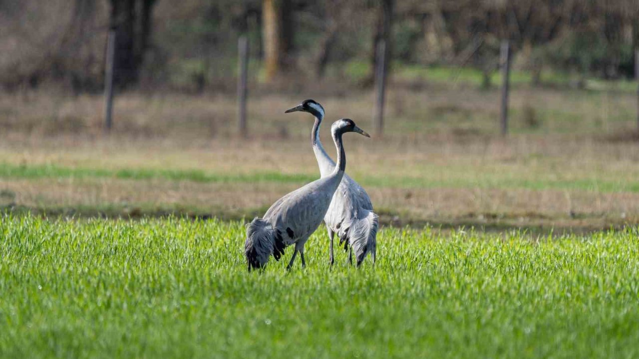 Turnaların izinde: 2026 izleme çalışmaları sürüyor