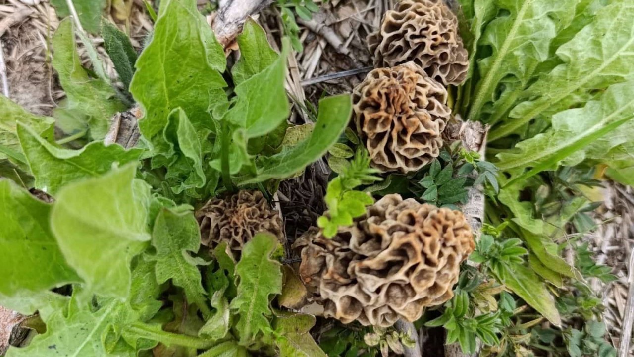 Hisarcık’ta kuzugöbeği sezonu açıldı