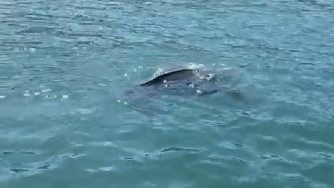 Rize’de nadir görülen deniz kaplumbağası balıkçının kamerasına yansıdı