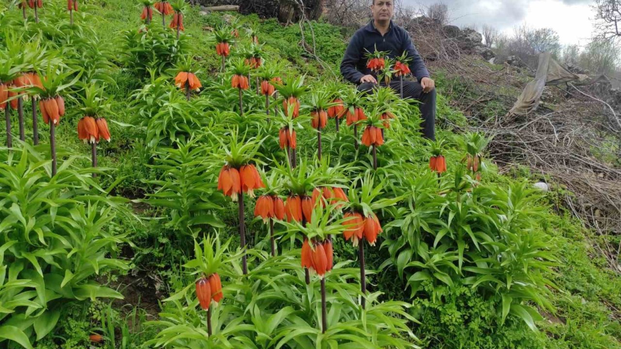 Baharın hüzünlü çiçeği: Doğu ve Güneydoğu Anadolu Bölgesi’nin sembolü ters lale yoğun ilgi görüyor