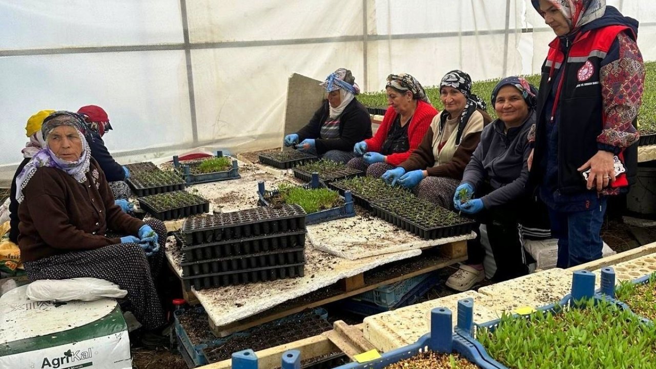 Erzincan’da seralarda fide denetimi sürüyor