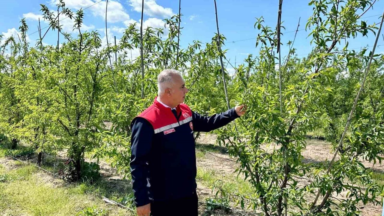 Kırıkhan’da şeftali bahçeleri incelendi