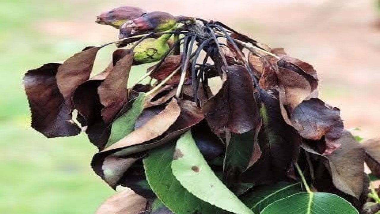 Meyve üreticilerine ateş yanıklığı uyarısı