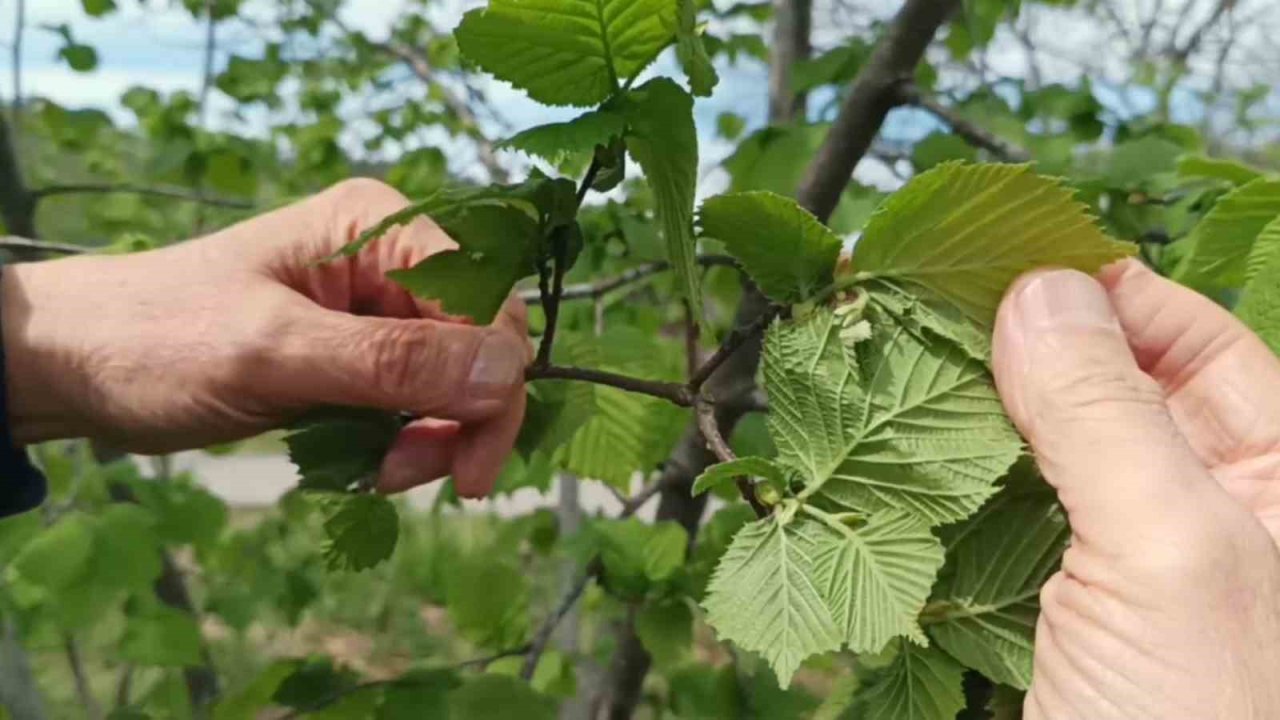 Giresun’da fındıkta don riski yok, üreticiyi kokarca korkutuyor