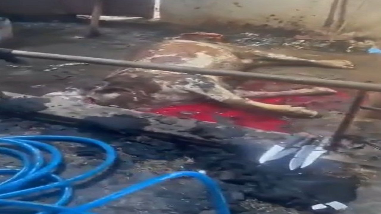 Ahır yandı, 12 büyükbaş hayvan telef oldu