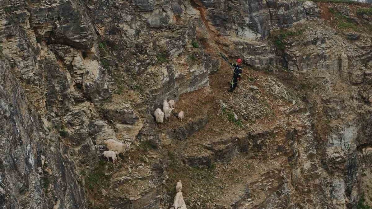 Kayalıklardaki sürüye cansiparane kurtarma
