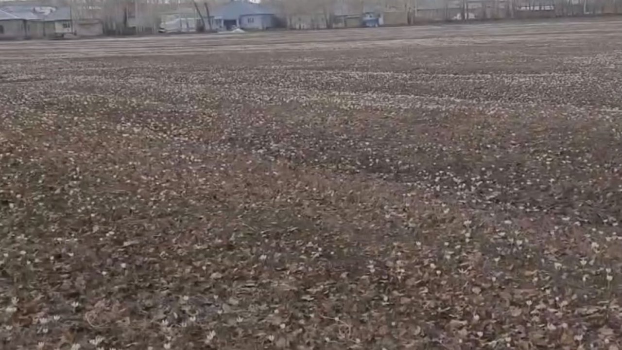 Özalp’te baharın müjdecisi çiğdemler açtı