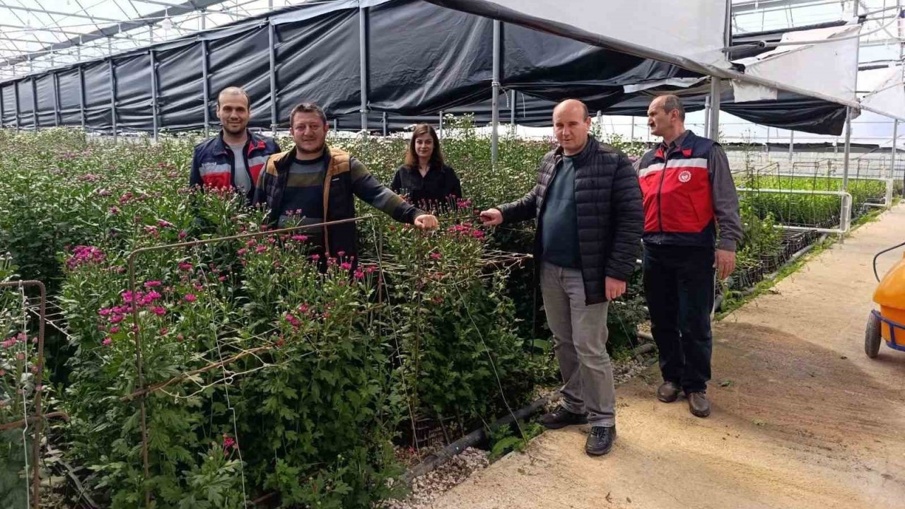 Simav’daki seralarda domatese alternatif kesme çiçek üretimi