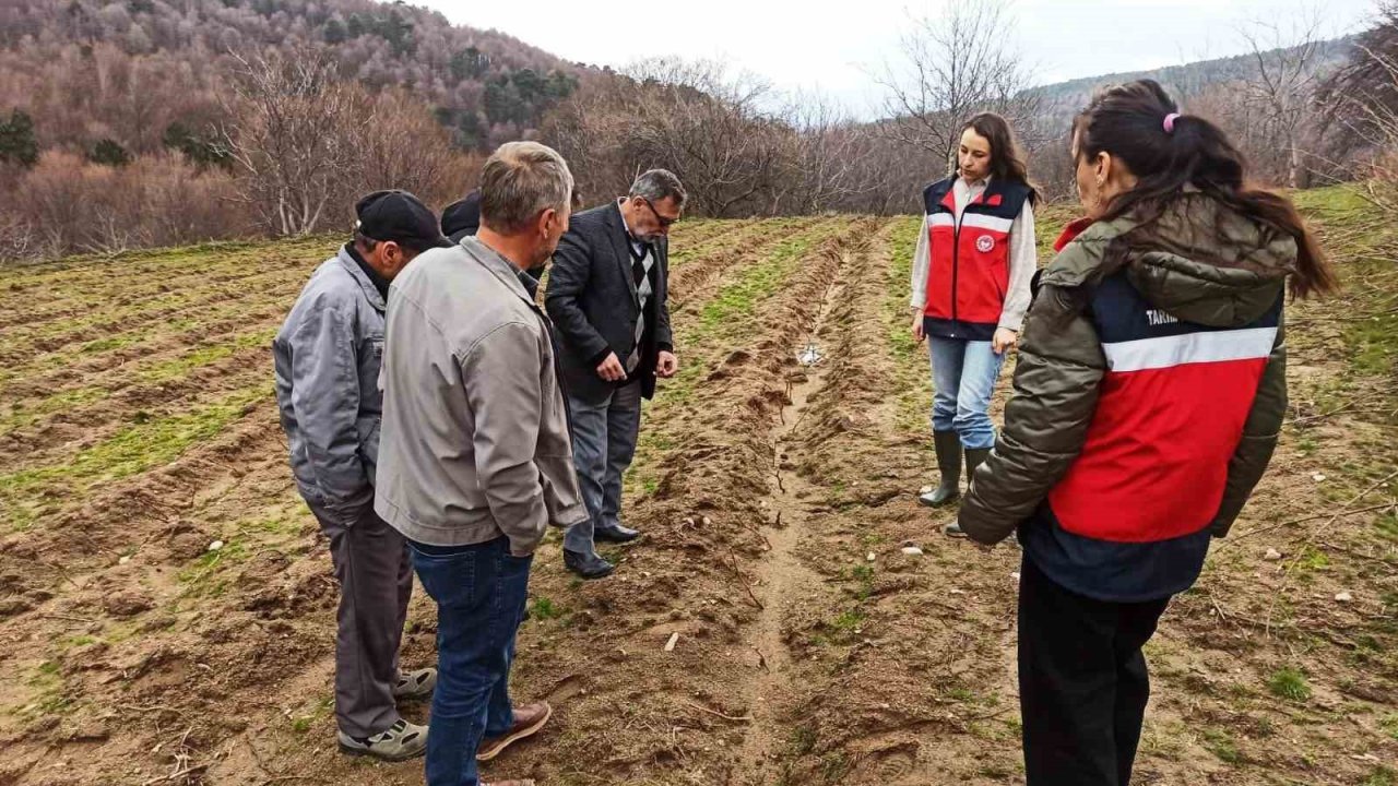 Kütahya’da yüzde 75 hibeli ahududu bahçelerinde kontroller gerçekleştirildi