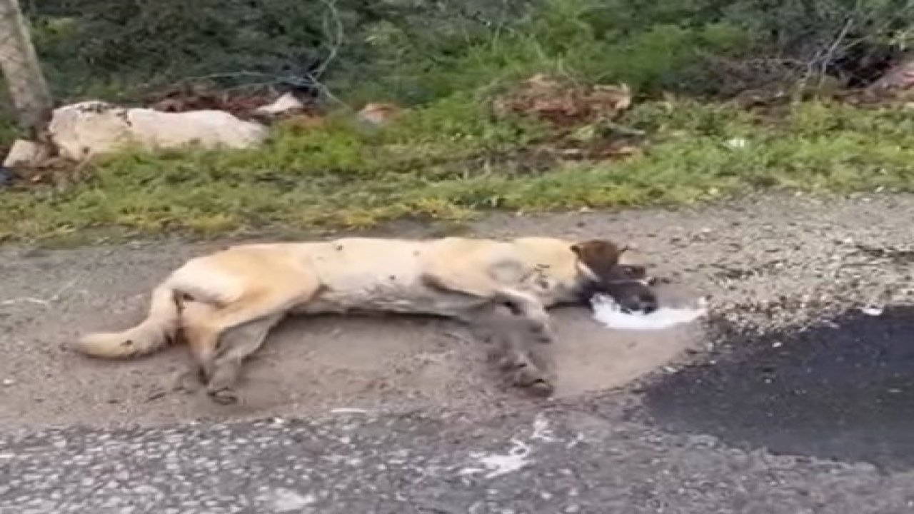 Kemerhisar’daki zehirlenme iddiaları üzerine valilik harekete geçti