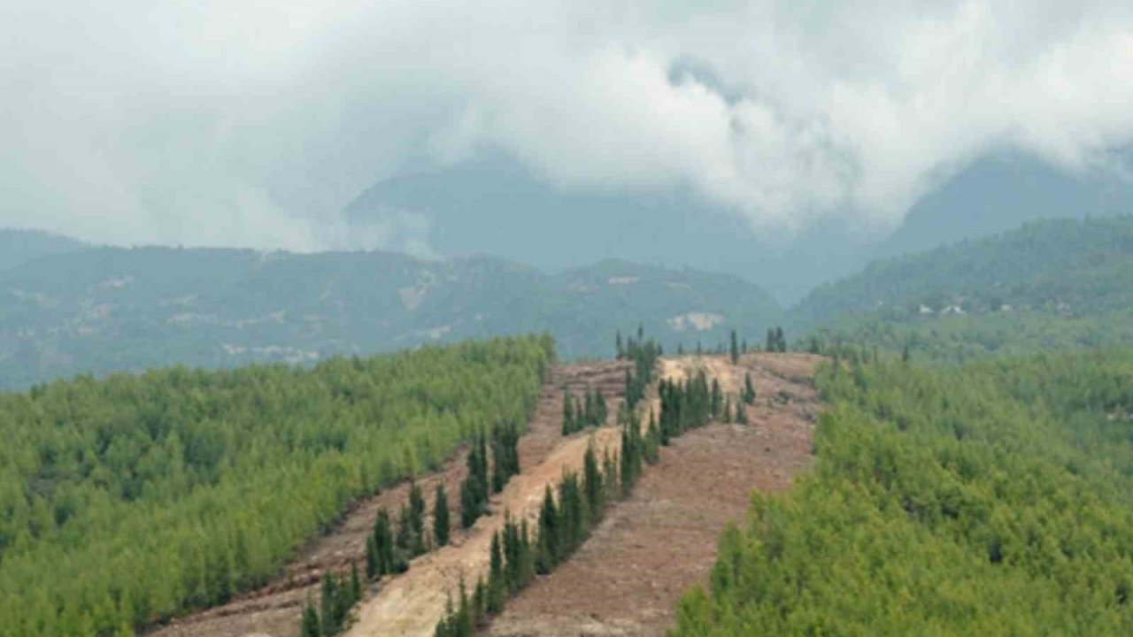 Ormanlarda yeni dönem: Daha dirençli, daha güçlü