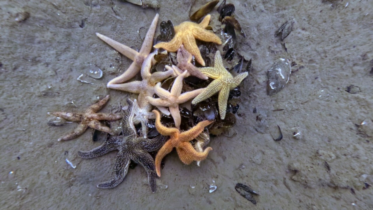 İzmit Körfezi’nden 1,8 milyon metreküp çamur çıkarıldı, deniz canlıları geri döndü